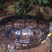 Pan's Box Turtle - Photo (c) Paul Freed, all rights reserved, uploaded by Paul Freed