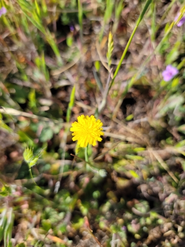 iNaturalist observation photo of Smooth Cat's Ear