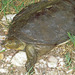 Senegal Flapshell Turtle - Photo (c) Paul Freed, all rights reserved, uploaded by Paul Freed