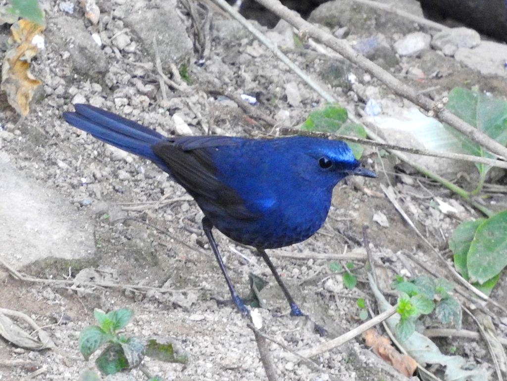 Blue-fronted Robin (Cinclidium frontale) photo