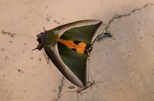 Green Fruit-piercing Moth