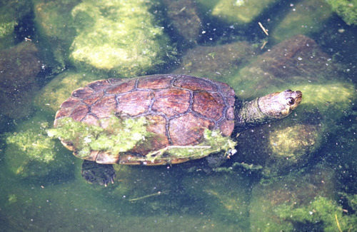 Madagascar Big-headed Turtle
