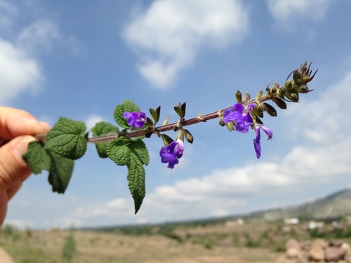 bitter Mexican sage