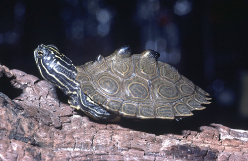 Black-knobbed Map Turtle