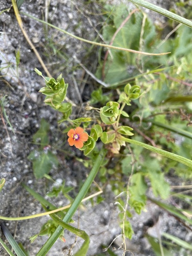 iNaturalist observation photo of scarlet pimpernel
