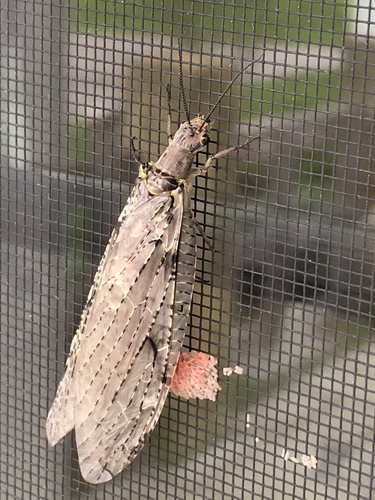 Spring Fishfly