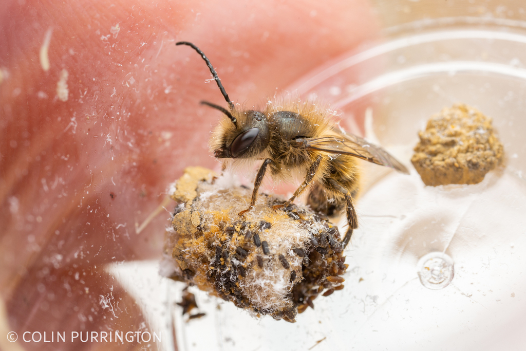 Hornfaced Mason Bee from Swarthmore, PA 19081, USA on March 23, 2022 at 1204 PM by Colin