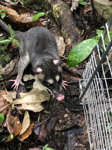 Northern Four-eyed Opossum