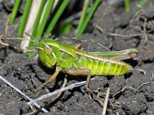 Kosciuscola tasmanicus · iNaturalist