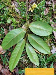 Guatteria oliviformis image