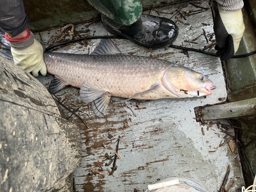 Black Carp
