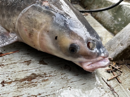 Black Carp