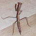 Spiny Grass Mantis - Photo (c) trcabroad, all rights reserved