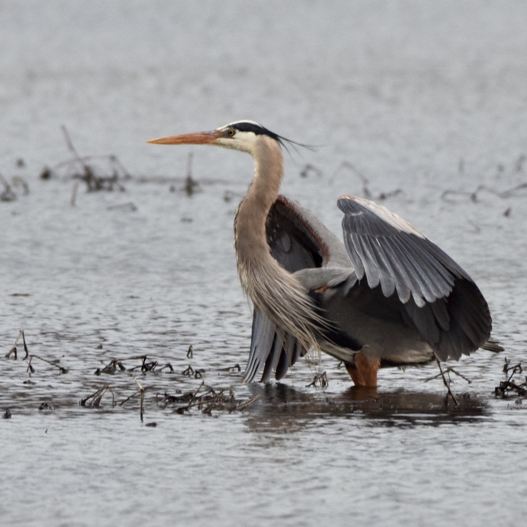 Great Blue Heron from Lake Arthur, Prospect, PA, US on March 23, 2022 ...