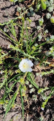 iNaturalist observation photo of white meadowfoam