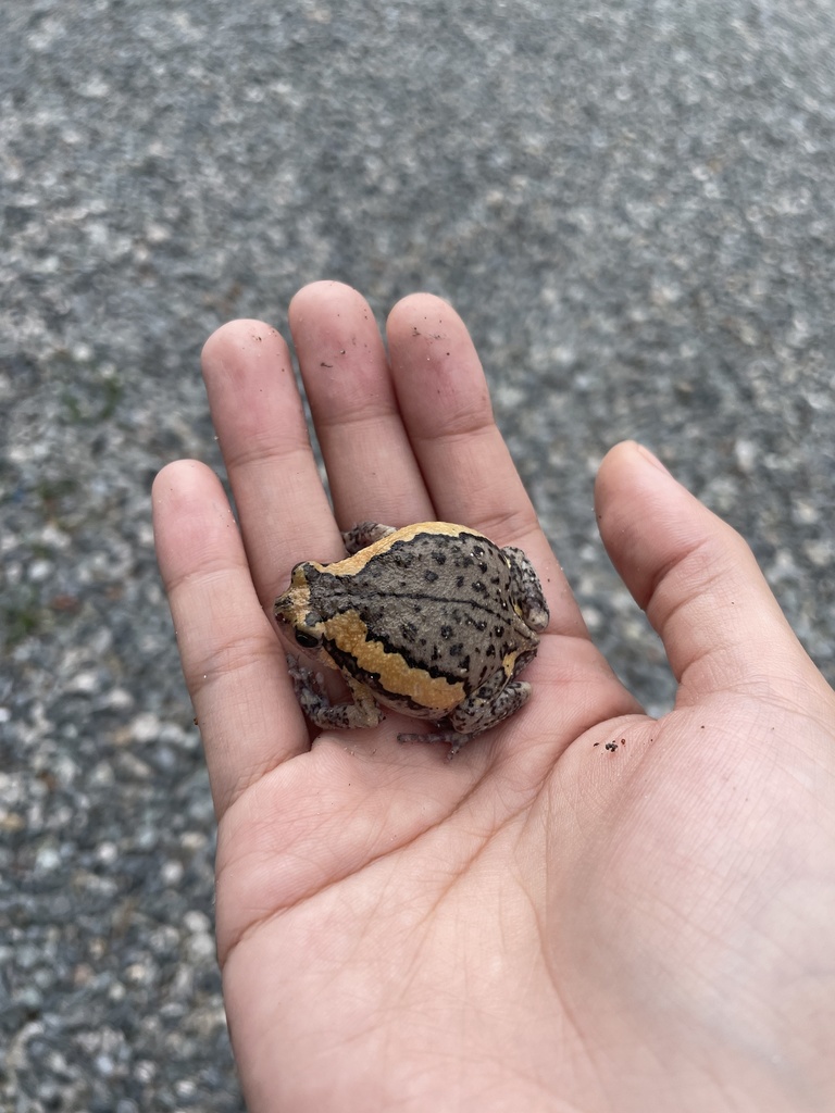 Asian Painted Frog from Luzon, Guagua, Pampanga, PH on March 24, 2022 ...