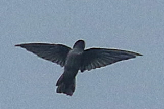 White-rumped Swiftlet
