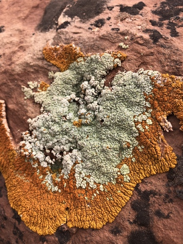Desert Firedot Lichen