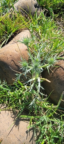 iNaturalist observation photo of Eryngos