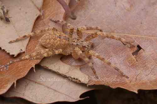 Zoropsis coreana
