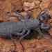 Typopeltis sinensis - Photo (c) Kaniska, all rights reserved, uploaded by Kaniska