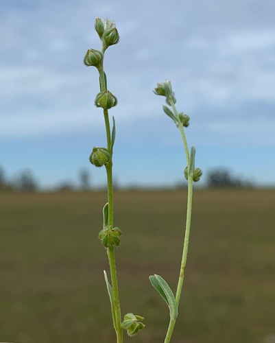 iNaturalist observation photo of Greene's popcornflower