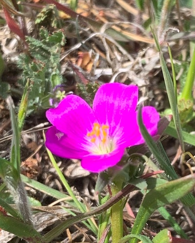 iNaturalist observation photo of redmaids