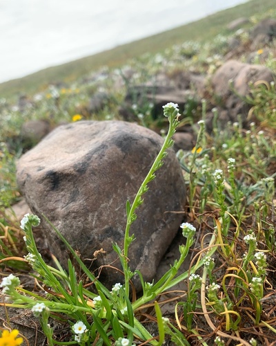 iNaturalist observation photo of Plagiobothrys stipitatus micranthus