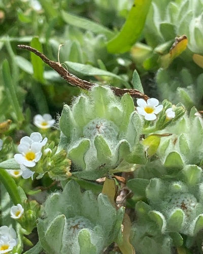 iNaturalist observation photo of dwarf woollyheads
