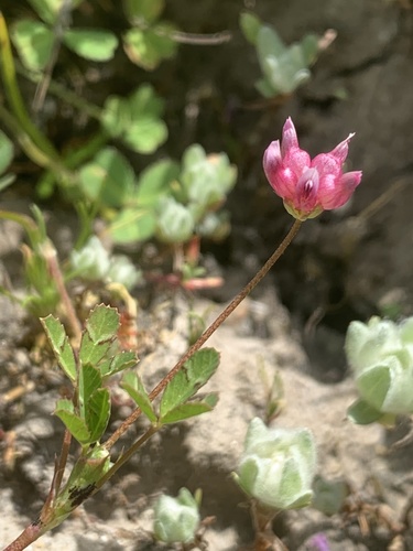 iNaturalist observation photo of purple sack clover