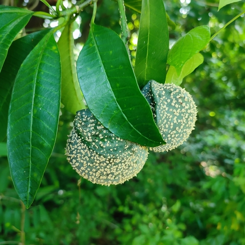 toadtree