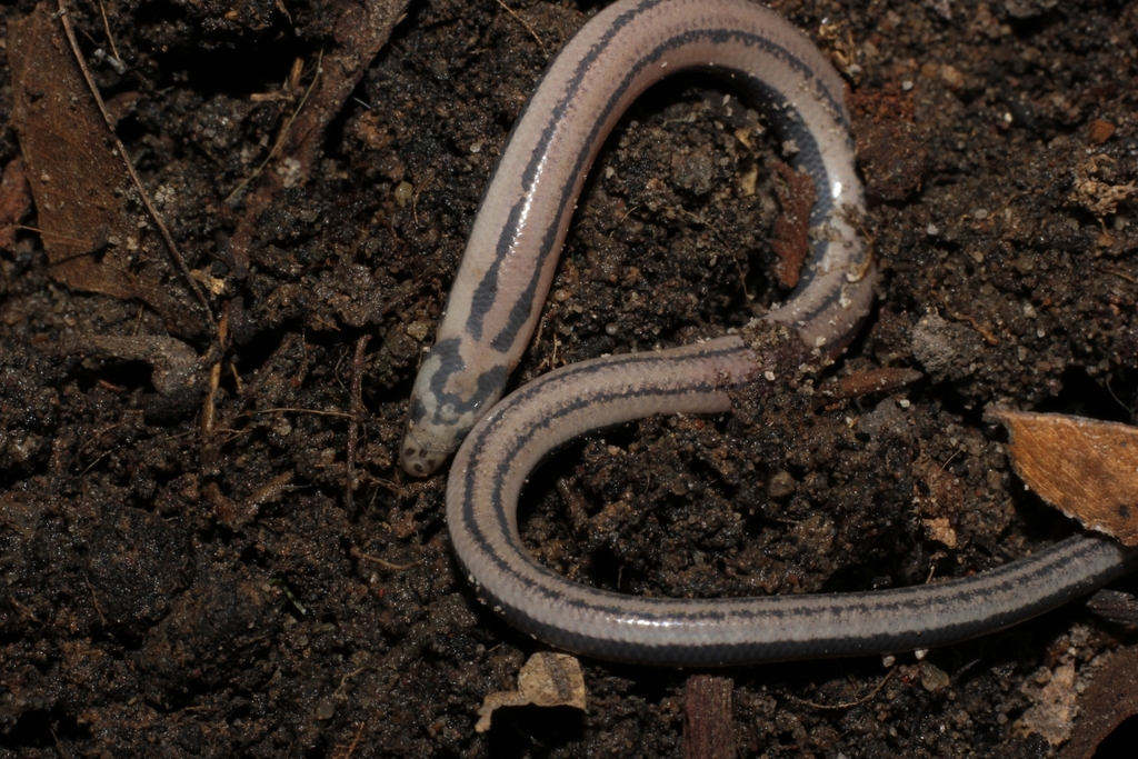 Chonburi Snake Skink (Isopachys roulei)