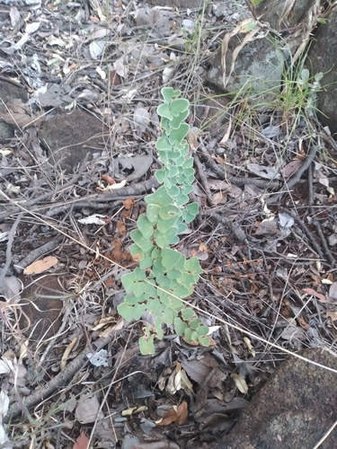 Hard Fern