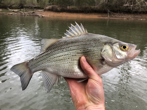 White Bass