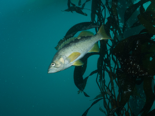 Yellowtail Rockfish