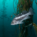 Black Rockfish - Photo (c) Patrick Webster, all rights reserved, uploaded by Patrick Webster