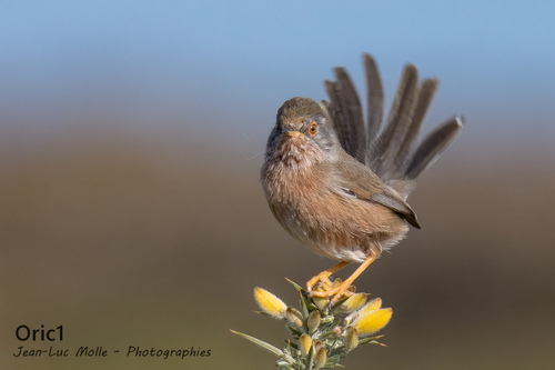 Dartford Warbler