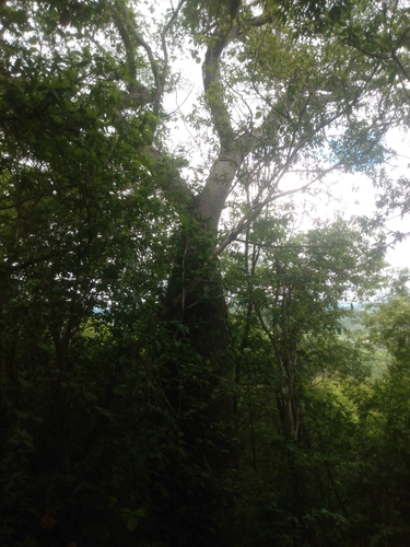 Ceiba glaziovii