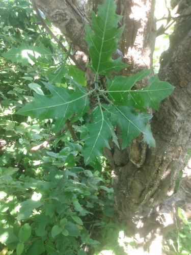 Cnidoscolus quercifolius