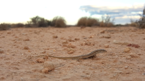 Olivier's Sand Lizard