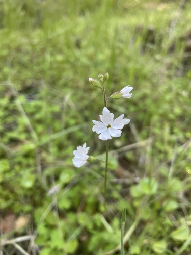 iNaturalist observation photo of woodland stars