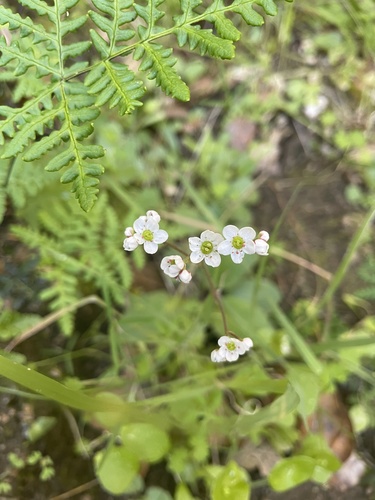 iNaturalist observation photo of Early saxifrages