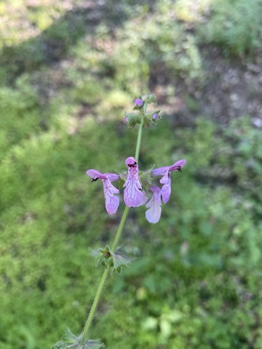 iNaturalist observation photo of Hedgenettles