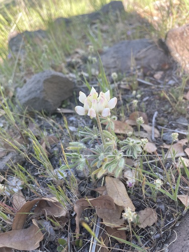 iNaturalist observation photo of lupines