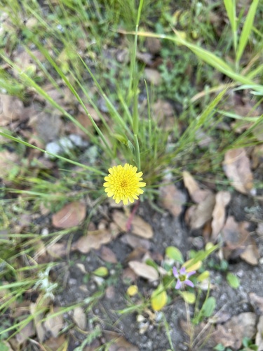 iNaturalist observation photo of Lettuce, Chicory, Dandelion and Salsify Tribe