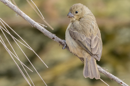 Cinnamon-rumped Seedeater