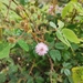 Mimosa albida - Photo (c) Charlie, όλα τα δικαιώματα διατηρούνται, uploaded by Charlie