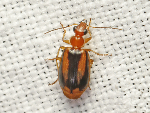 Lebia solea Hentz, 1830