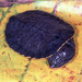 Typical Toad-headed Turtles and Allies - Photo (c) Paul Freed, all rights reserved, uploaded by Paul Freed