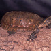 果龜/馬來果龜 - Photo 由 Paul Freed 所上傳的 (c) Paul Freed，保留所有權利